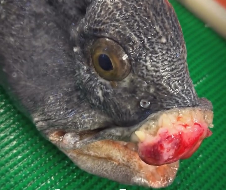 Deep sea fisherman Roman Fedortsov stuns followers with a bizarre catch showing a fish with a strange mouth growth as fans joke about botched lips and cosmetic fillers.