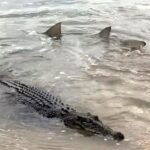 Aussie wildlife star Matt Wright stuns fans after filming a shark and crocodile calmly swimming side by side with viewers joking the unlikely duo are in a committed relationship.