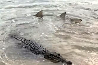 Aussie wildlife star Matt Wright stuns fans after filming a shark and crocodile calmly swimming side by side with viewers joking the unlikely duo are in a committed relationship.