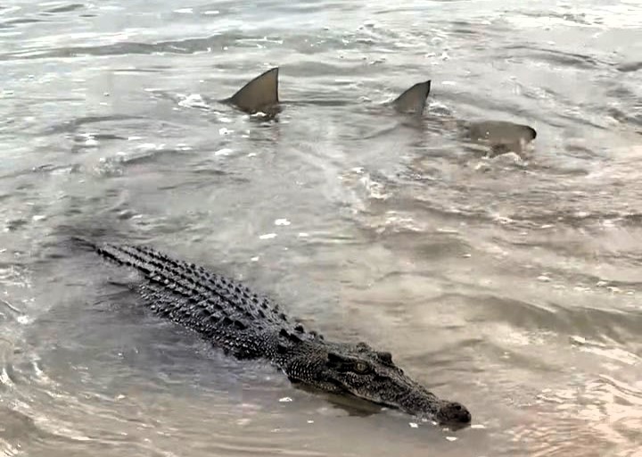 Aussie wildlife star Matt Wright stuns fans after filming a shark and crocodile calmly swimming side by side with viewers joking the unlikely duo are in a committed relationship.