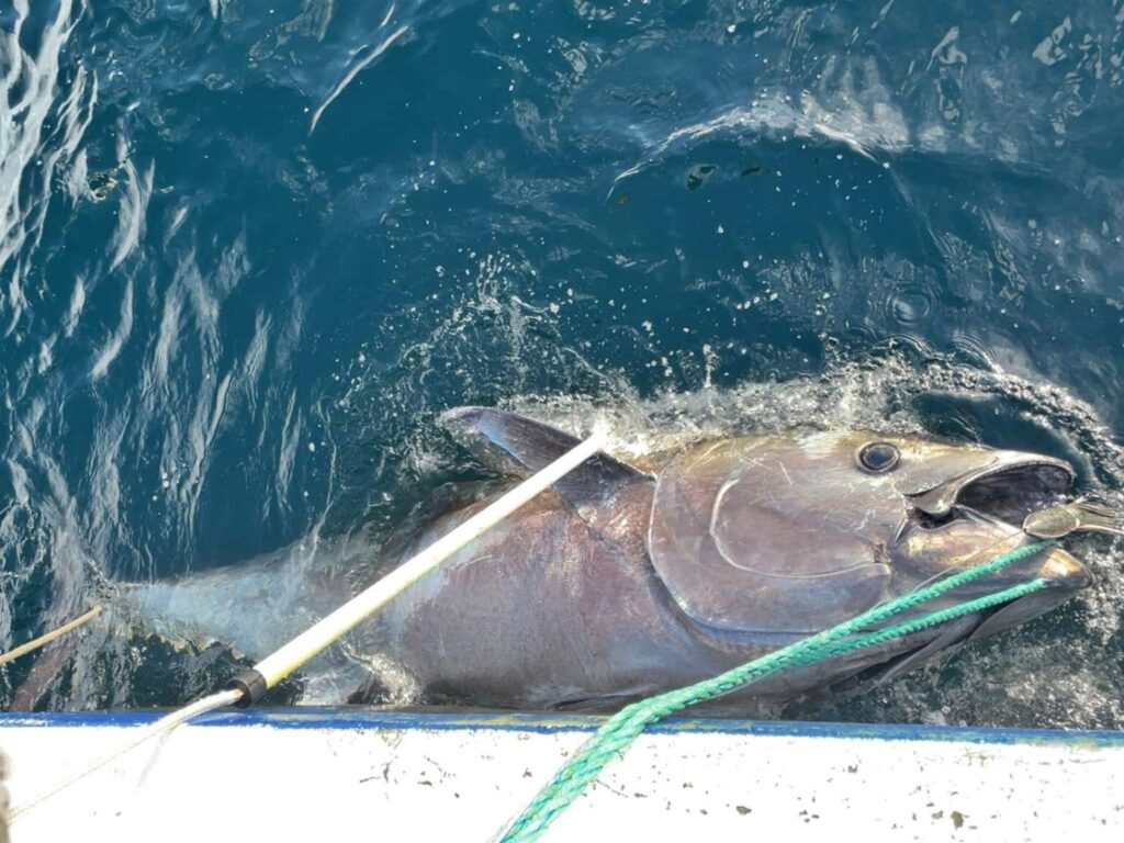 Norwegian fisherman lands 44-stone bluefin tuna after 3 hour battle - sells £2,241 catch to sushi restaurants and now hopes to reel in a sweet and nice girlfriend.