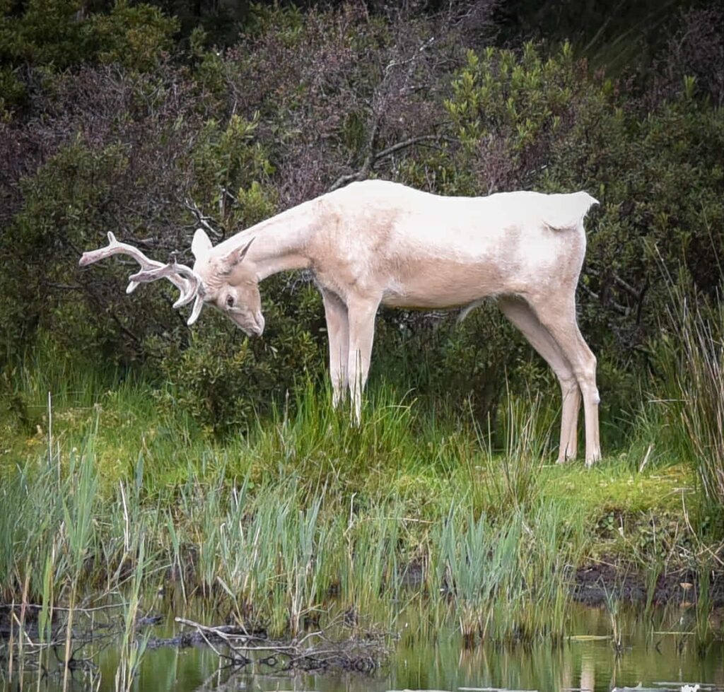 A rare white deer has been spotted at Loch of the Lowes in Scotland, sparking awe and fascination with its ties to Celtic myths, Arthurian legend, and royal folklore.