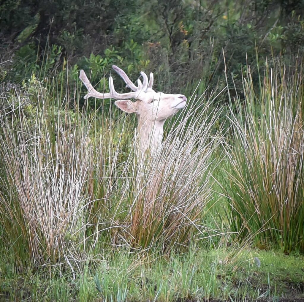 A rare white deer has been spotted at Loch of the Lowes in Scotland, sparking awe and fascination with its ties to Celtic myths, Arthurian legend, and royal folklore.