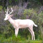 A rare white deer has been spotted at Loch of the Lowes in Scotland, sparking awe and fascination with its ties to Celtic myths, Arthurian legend, and royal folklore.