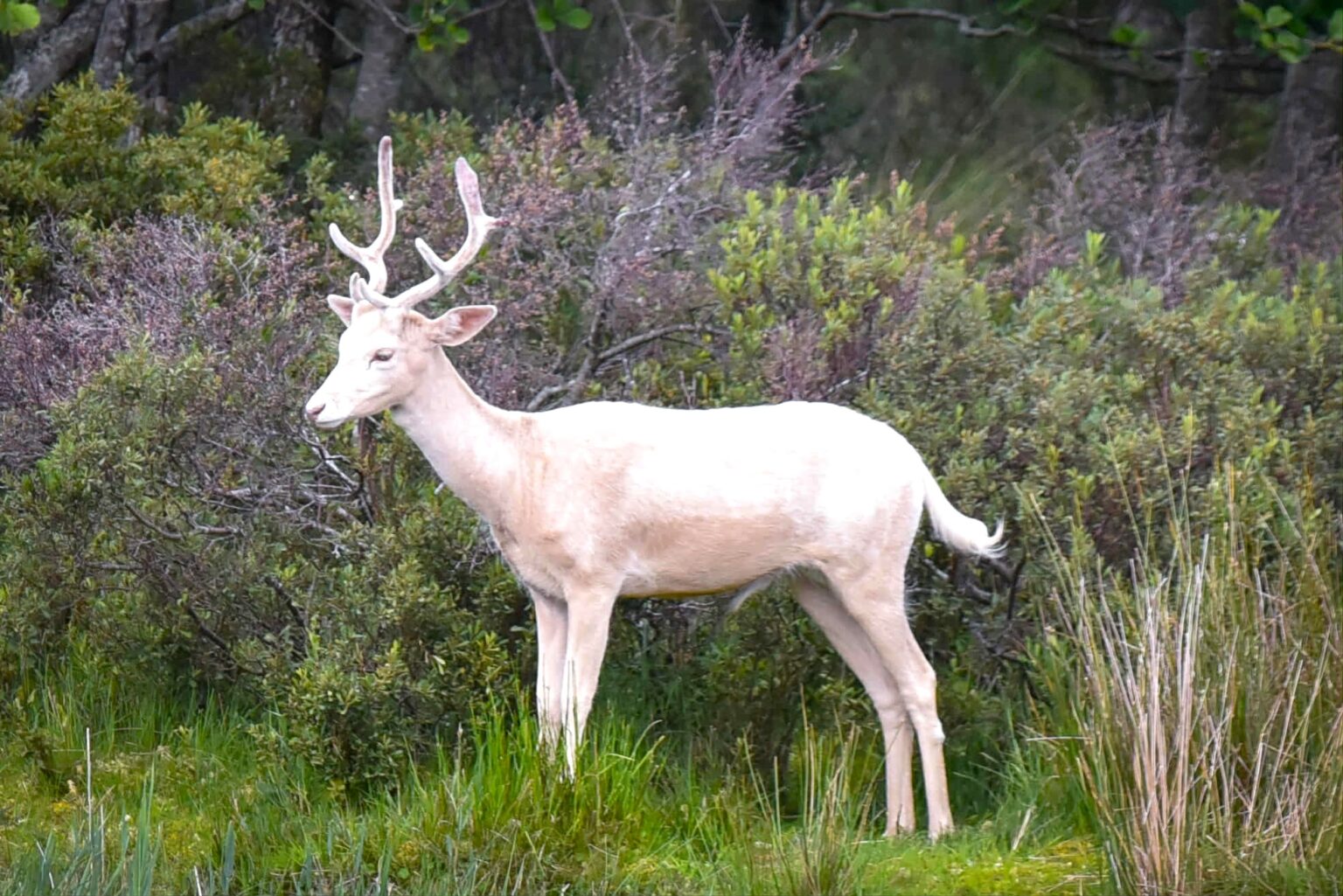 A rare white deer has been spotted at Loch of the Lowes in Scotland, sparking awe and fascination with its ties to Celtic myths, Arthurian legend, and royal folklore.