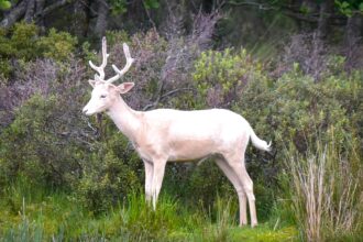A rare white deer has been spotted at Loch of the Lowes in Scotland, sparking awe and fascination with its ties to Celtic myths, Arthurian legend, and royal folklore.