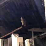 Cheeky goat rescued from a roof by firefighters in Brazil stunned neighbours by climbing back up hours later with locals joking the stubborn animal just loves the high life.
