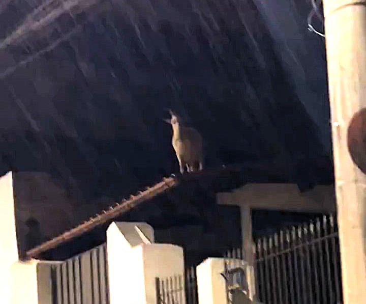 Cheeky goat rescued from a roof by firefighters in Brazil stunned neighbours by climbing back up hours later with locals joking the stubborn animal just loves the high life.