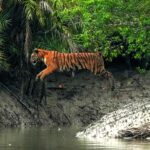Wildlife photographer captures Bengal tigress leaping across a stream in India’s Sundarban Tiger Reserve - stunning rare moment highlights beauty of endangered big cats.