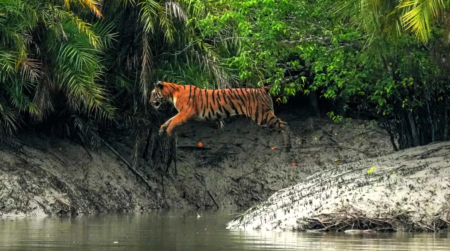Wildlife photographer captures Bengal tigress leaping across a stream in India’s Sundarban Tiger Reserve - stunning rare moment highlights beauty of endangered big cats.