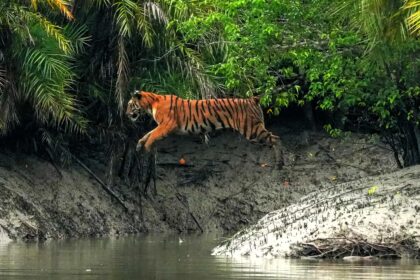 Wildlife photographer captures Bengal tigress leaping across a stream in India’s Sundarban Tiger Reserve - stunning rare moment highlights beauty of endangered big cats.