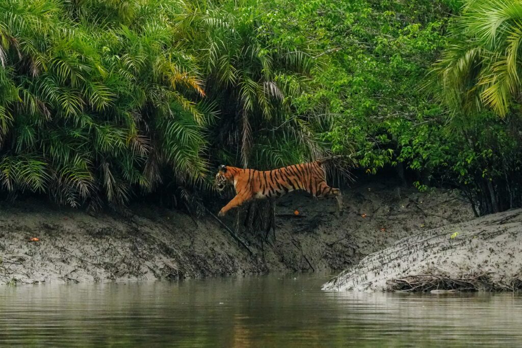 Wildlife photographer captures Bengal tigress leaping across a stream in India’s Sundarban Tiger Reserve - stunning rare moment highlights beauty of endangered big cats.