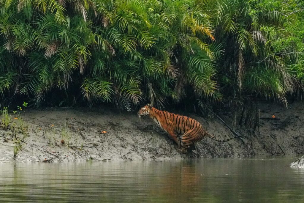 Wildlife photographer captures Bengal tigress leaping across a stream in India’s Sundarban Tiger Reserve - stunning rare moment highlights beauty of endangered big cats.