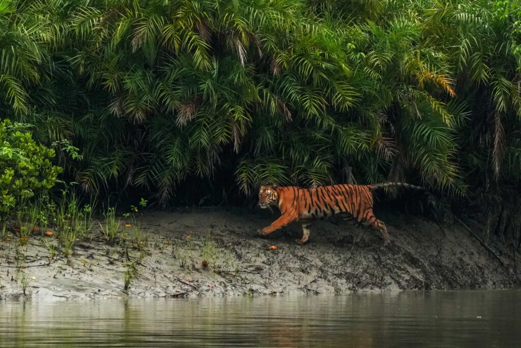 Wildlife photographer captures Bengal tigress leaping across a stream in India’s Sundarban Tiger Reserve - stunning rare moment highlights beauty of endangered big cats.