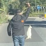 Taxi driver halts traffic to rescue white wallaby in Dartford - thought to be albino before police confirmed marsupial was safely reunited with its owner.