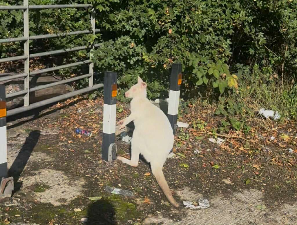 Taxi driver halts traffic to rescue white wallaby in Dartford - thought to be albino before police confirmed marsupial was safely reunited with its owner.
