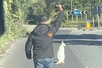 Taxi driver halts traffic to rescue white wallaby in Dartford - thought to be albino before police confirmed marsupial was safely reunited with its owner.