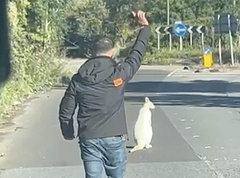 Taxi driver halts traffic to rescue white wallaby in Dartford - thought to be albino before police confirmed marsupial was safely reunited with its owner.