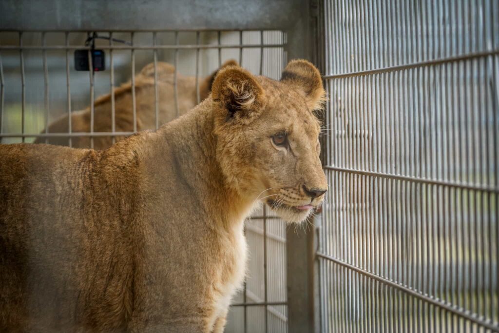Three one year old lions rescued from war torn Ukraine have arrived at Yorkshire Wildlife Park after a 1,700 mile journey to safety where they will join the resident pride.