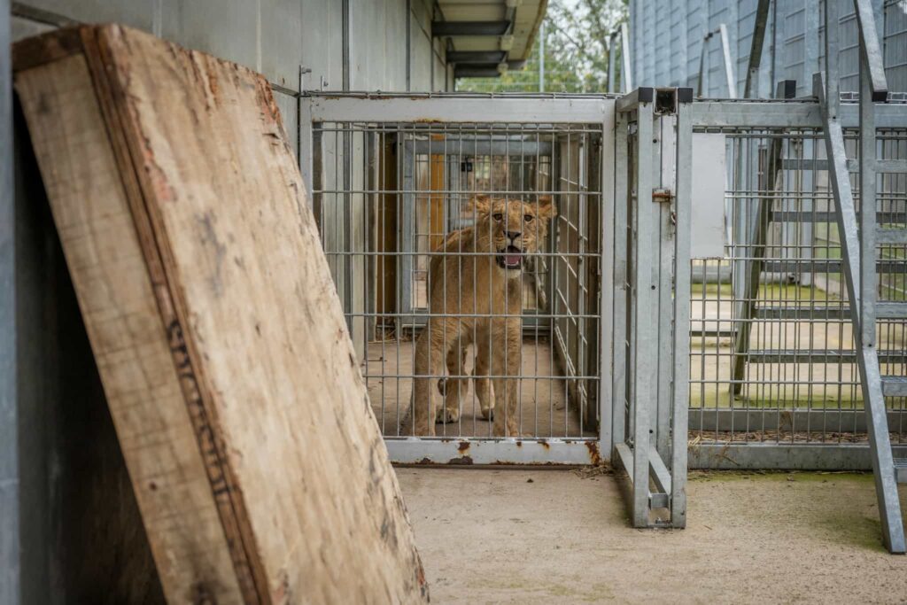 Three one year old lions rescued from war torn Ukraine have arrived at Yorkshire Wildlife Park after a 1,700 mile journey to safety where they will join the resident pride.