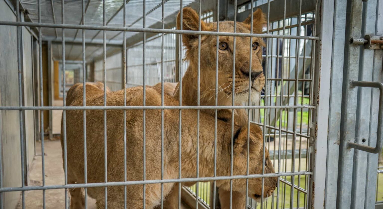 Three one year old lions rescued from war torn Ukraine have arrived at Yorkshire Wildlife Park after a 1,700 mile journey to safety where they will join the resident pride.