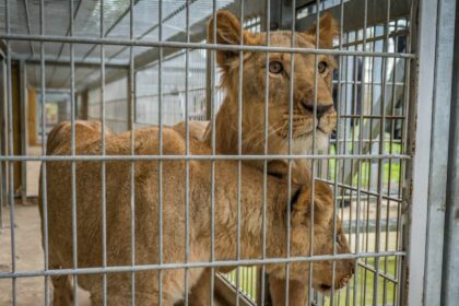 Three one year old lions rescued from war torn Ukraine have arrived at Yorkshire Wildlife Park after a 1,700 mile journey to safety where they will join the resident pride.