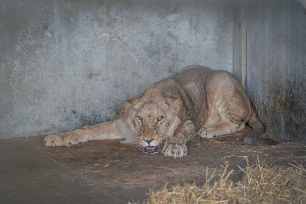 Three one year old lions rescued from war torn Ukraine have arrived at Yorkshire Wildlife Park after a 1,700 mile journey to safety where they will join the resident pride.