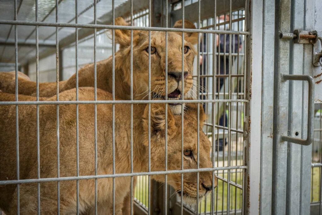 Three one year old lions rescued from war torn Ukraine have arrived at Yorkshire Wildlife Park after a 1,700 mile journey to safety where they will join the resident pride.