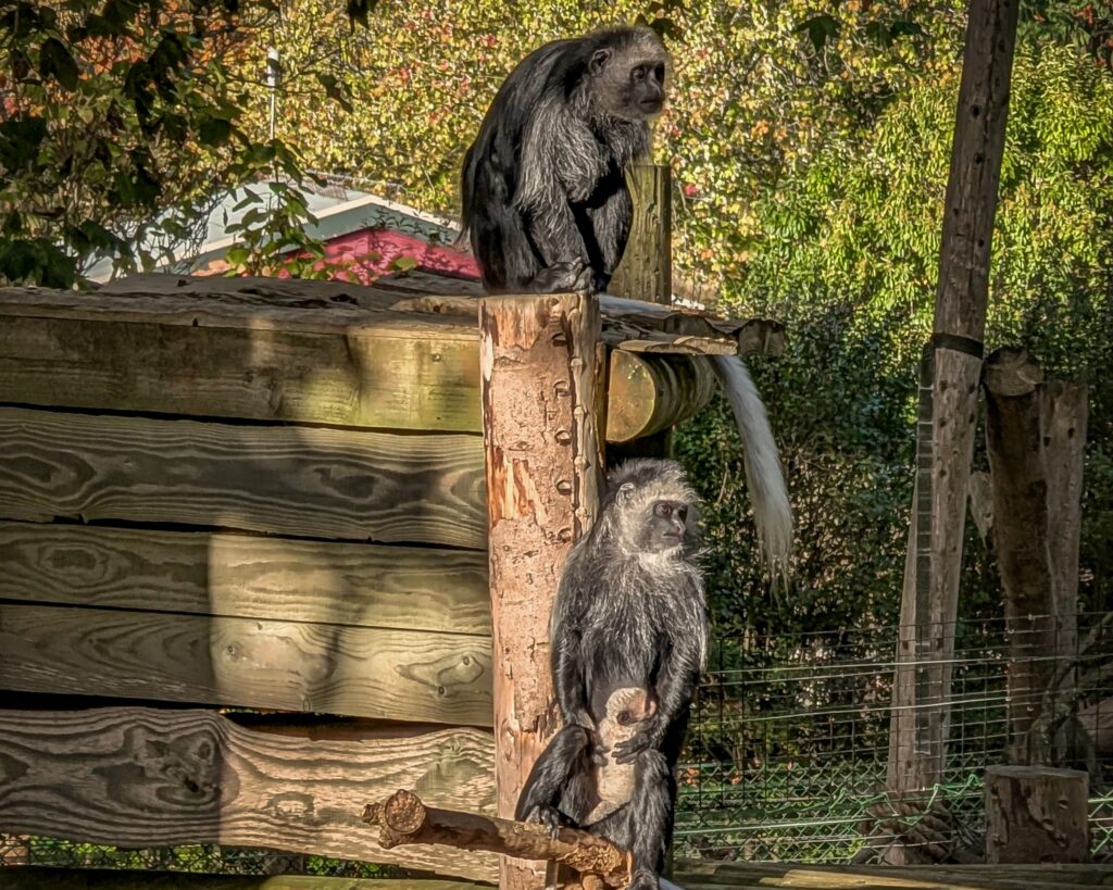 A rare white baby monkey dubbed the ghost monkey has been born at Paignton Zoo just before Halloween bringing hope for the endangered King colobus species.