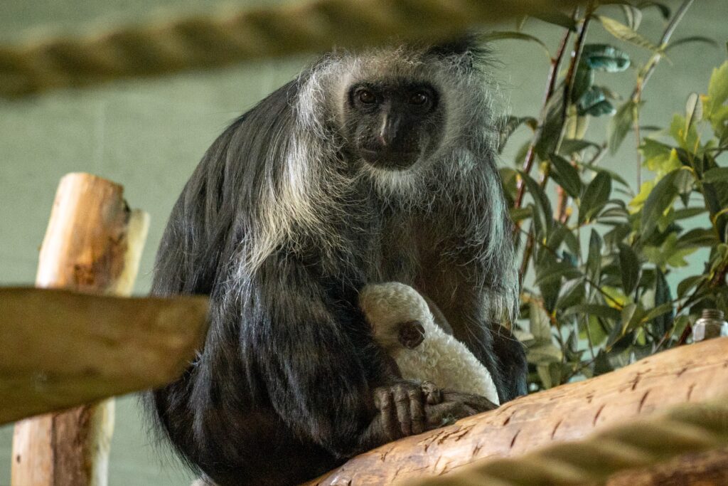 A rare white baby monkey dubbed the ghost monkey has been born at Paignton Zoo just before Halloween bringing hope for the endangered King colobus species.