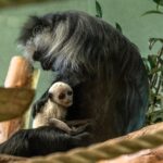 A rare white baby monkey dubbed the ghost monkey has been born at Paignton Zoo just before Halloween bringing hope for the endangered King colobus species.