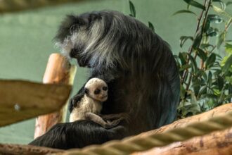A rare white baby monkey dubbed the ghost monkey has been born at Paignton Zoo just before Halloween bringing hope for the endangered King colobus species.