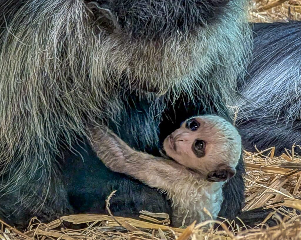 A rare white baby monkey dubbed the ghost monkey has been born at Paignton Zoo just before Halloween bringing hope for the endangered King colobus species.