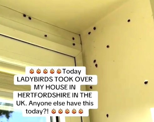 Woman says hundreds of ladybirds invaded her home and even peed on her - Hertfordshire resident horrified as bugs swarm walls and windows after waking from hibernation.