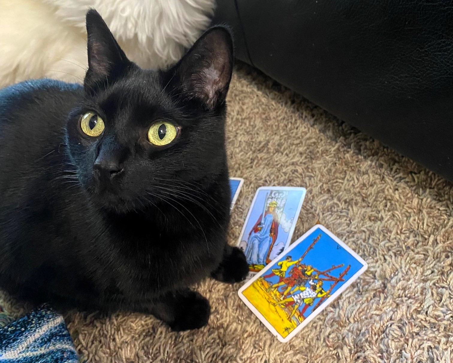 Cole, a rescue cat turned tarot card reader, has gone viral for his eerily accurate predictions, with fans flocking online for his mystical readings shared by owner Emily Cook.