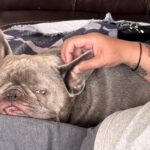 A French Bulldog named Hugo has been left paralysed after collapsing while playing, leaving his owner heartbroken and raising funds to help him walk again through urgent treatment.