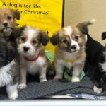 Eight puppies named after Lord of the Rings characters have all been adopted from Dogs Trust Ballymena - while their rescued mum still waits to find her forever home.