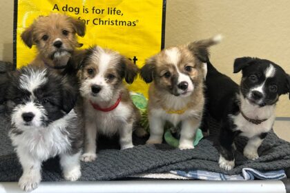 Eight puppies named after Lord of the Rings characters have all been adopted from Dogs Trust Ballymena - while their rescued mum still waits to find her forever home.