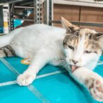 Francine, a beloved shop cat missing from a Virginia Lowe’s store, was found 90 miles away after hopping on a delivery truck. Staff used drones and traps to bring her safely home.