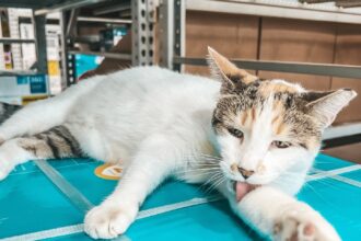 Francine, a beloved shop cat missing from a Virginia Lowe’s store, was found 90 miles away after hopping on a delivery truck. Staff used drones and traps to bring her safely home.