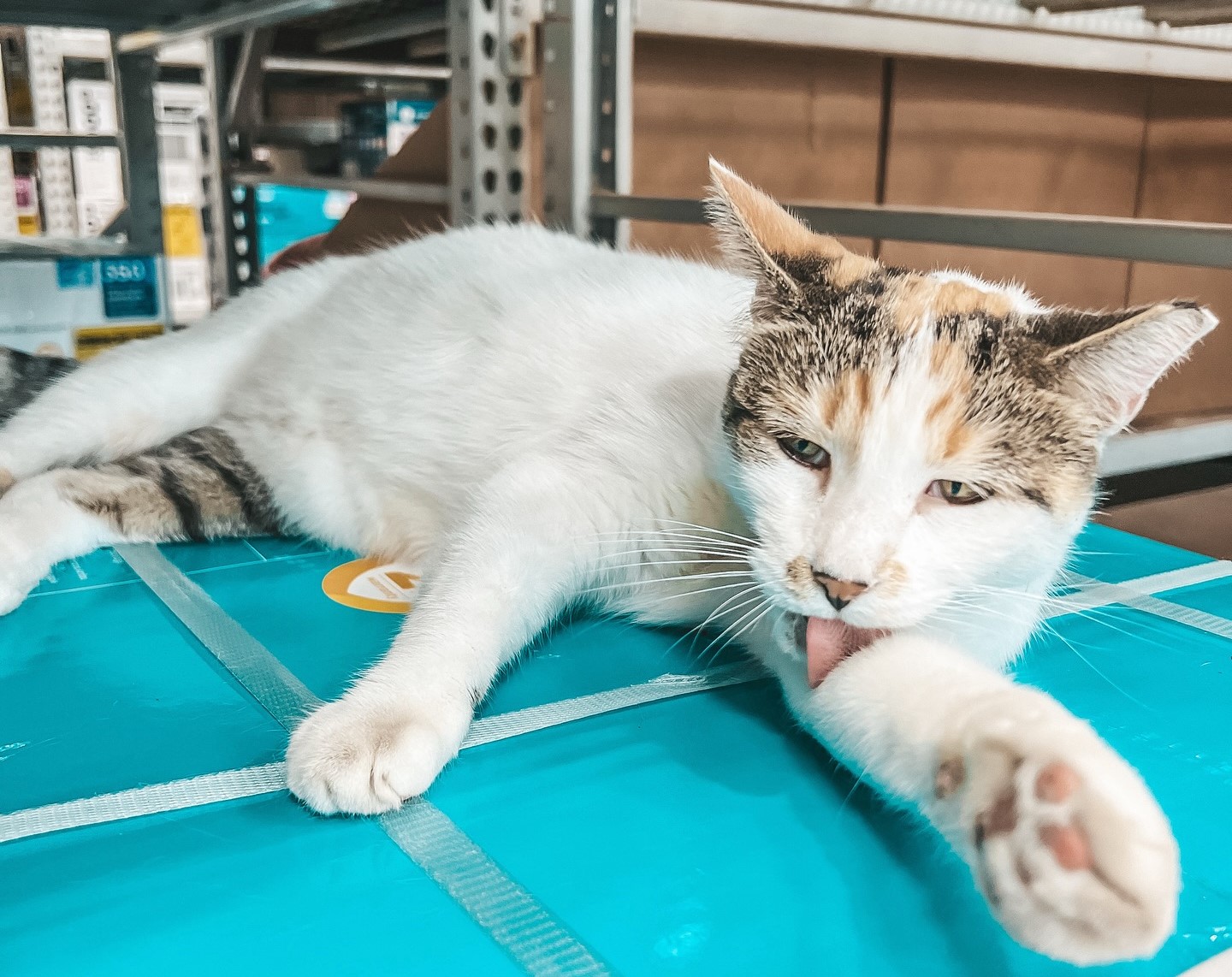 Francine, a beloved shop cat missing from a Virginia Lowe’s store, was found 90 miles away after hopping on a delivery truck. Staff used drones and traps to bring her safely home.