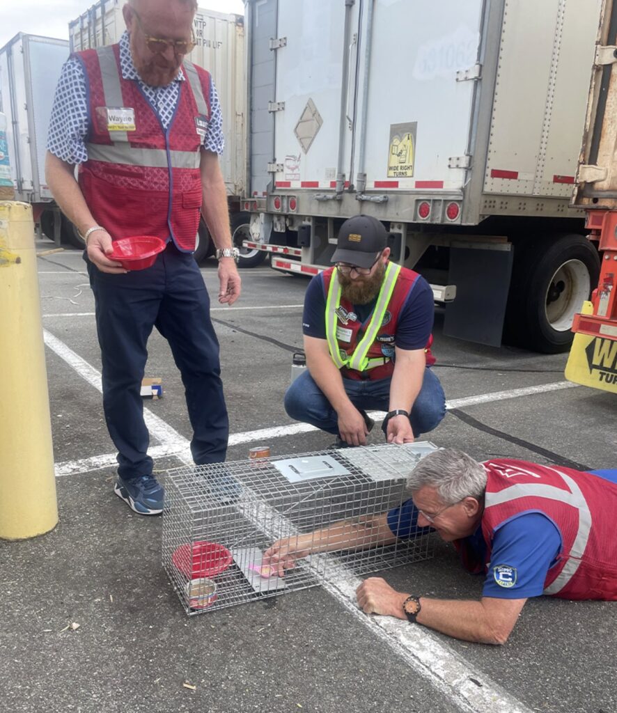 Francine, a beloved shop cat missing from a Virginia Lowe’s store, was found 90 miles away after hopping on a delivery truck. Staff used drones and traps to bring her safely home.