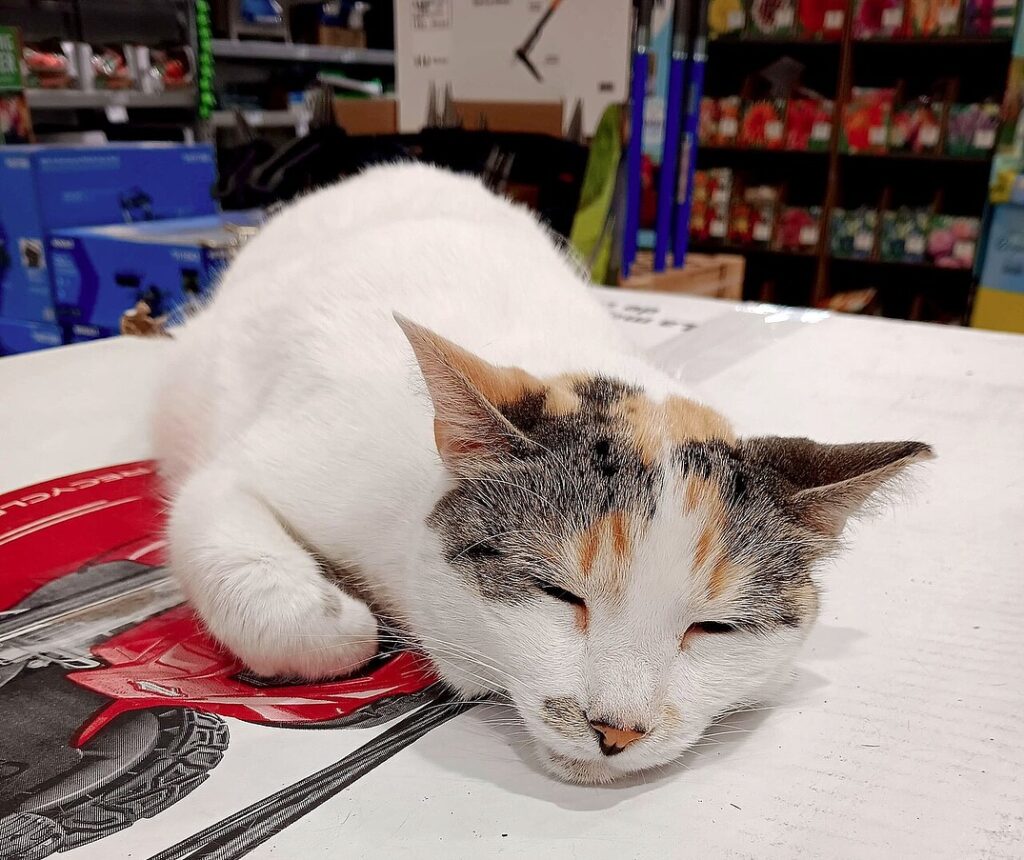 Francine, a beloved shop cat missing from a Virginia Lowe’s store, was found 90 miles away after hopping on a delivery truck. Staff used drones and traps to bring her safely home.
