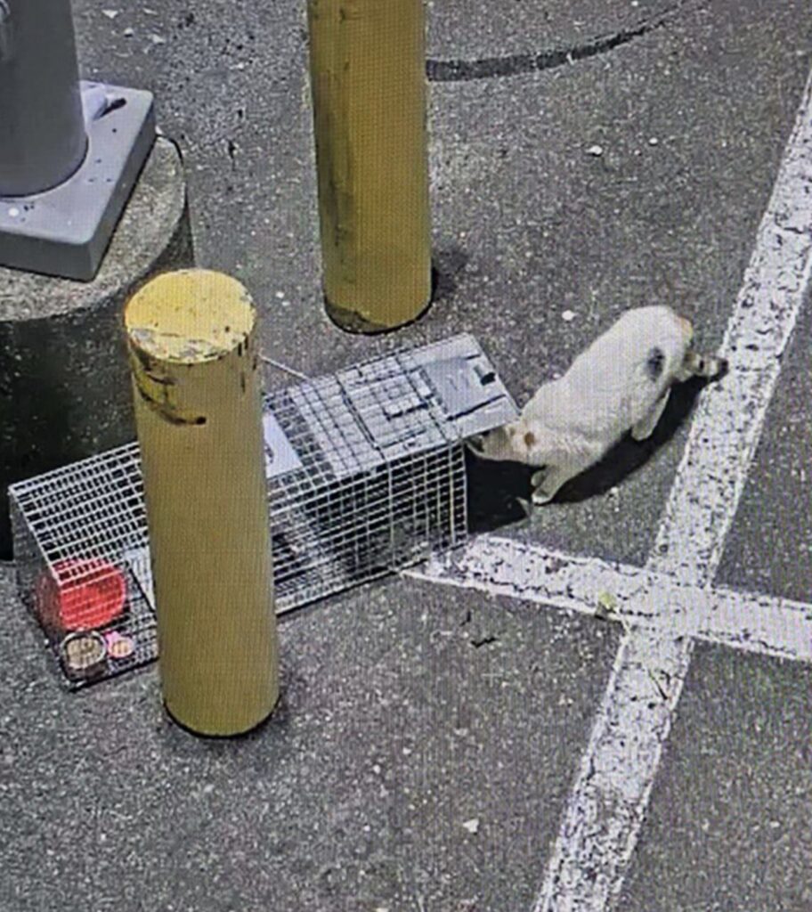 Francine, a beloved shop cat missing from a Virginia Lowe’s store, was found 90 miles away after hopping on a delivery truck. Staff used drones and traps to bring her safely home.