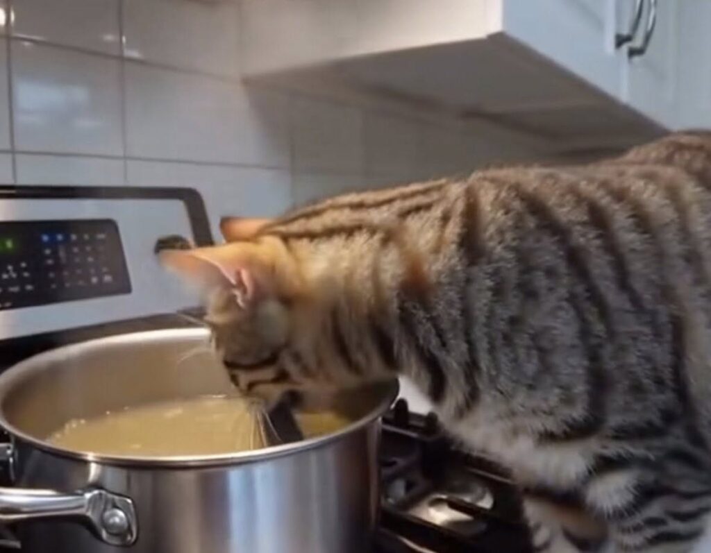 A cheeky foster cat was caught on camera dropping a dead mouse into a simmering dinner pot - leaving its owner horrified and joking it was “takeout night” instead.