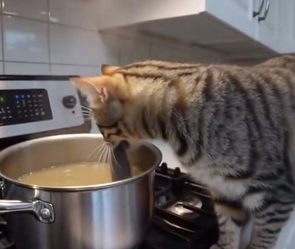 A cheeky foster cat was caught on camera dropping a dead mouse into a simmering dinner pot - leaving its owner horrified and joking it was “takeout night” instead.