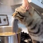 A cheeky foster cat was caught on camera dropping a dead mouse into a simmering dinner pot - leaving its owner horrified and joking it was “takeout night” instead.