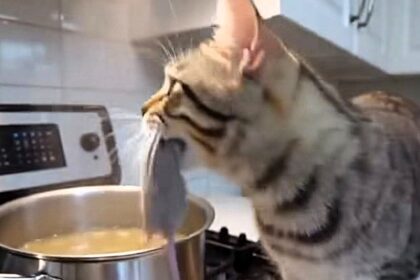 A cheeky foster cat was caught on camera dropping a dead mouse into a simmering dinner pot - leaving its owner horrified and joking it was “takeout night” instead.