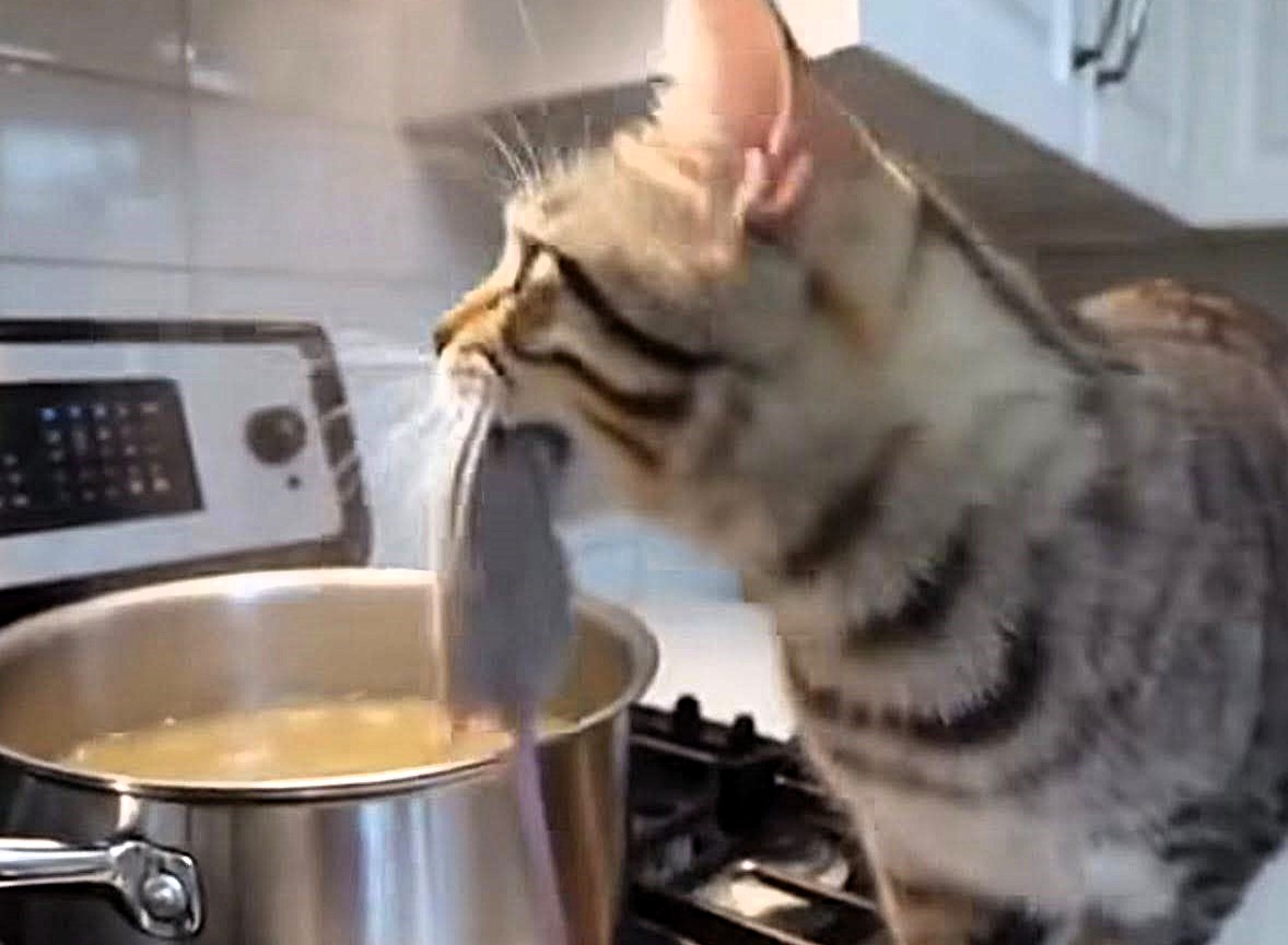 A cheeky foster cat was caught on camera dropping a dead mouse into a simmering dinner pot - leaving its owner horrified and joking it was “takeout night” instead.