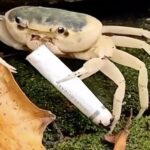 A rare freshwater crab in Taiwan was seen carrying a cigarette butt highlighting the threat of littering as toxic waste pushes the Geothelphusa makatao species closer to extinction.
